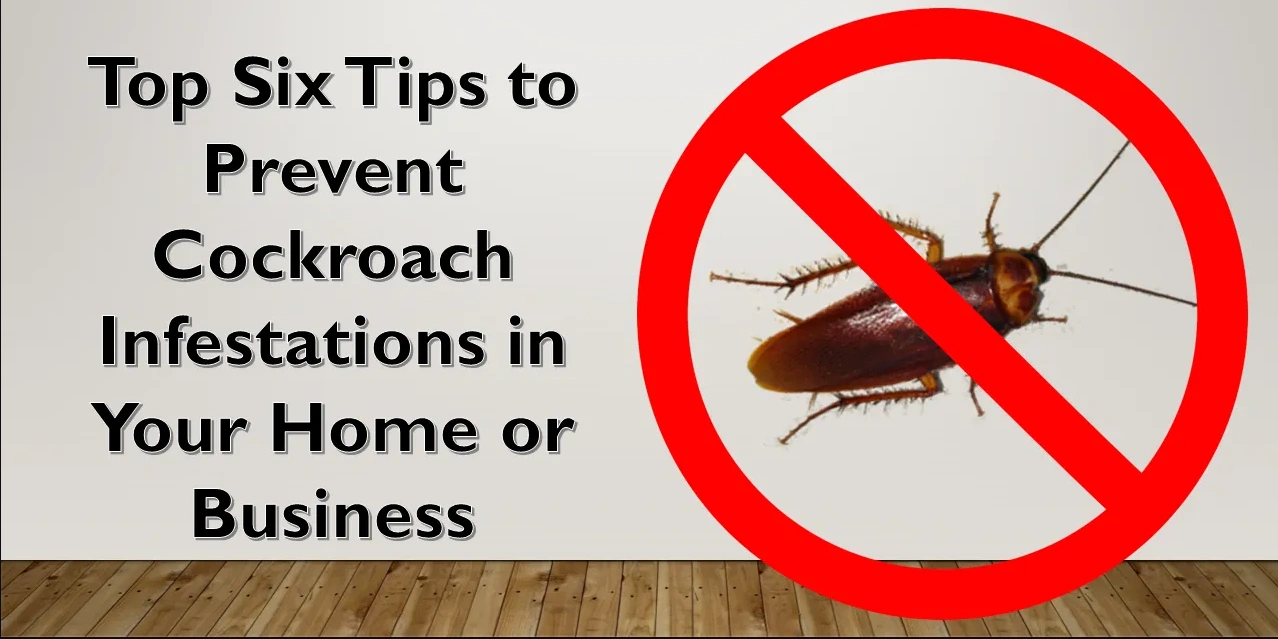 Professional cockroach extermination