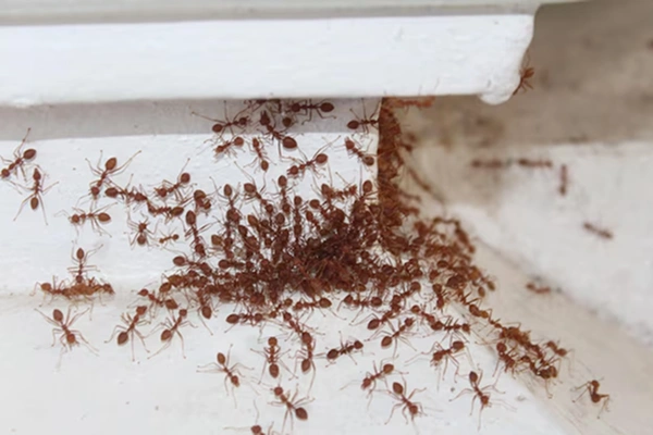 Red Ant Control Services from Coimbatore