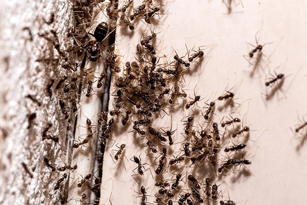 Termite control services in Coimbatore