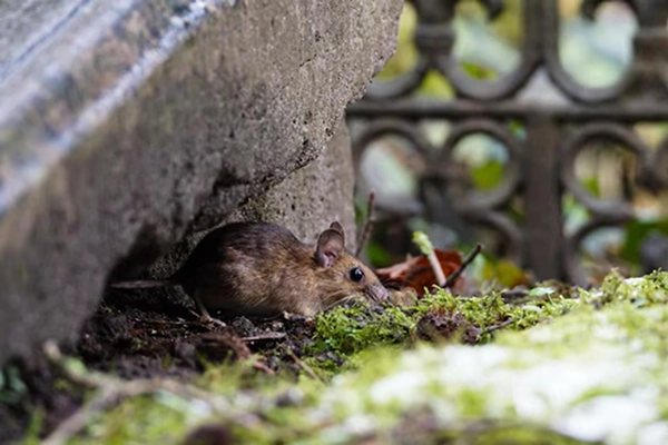  rat control in Coimbatore